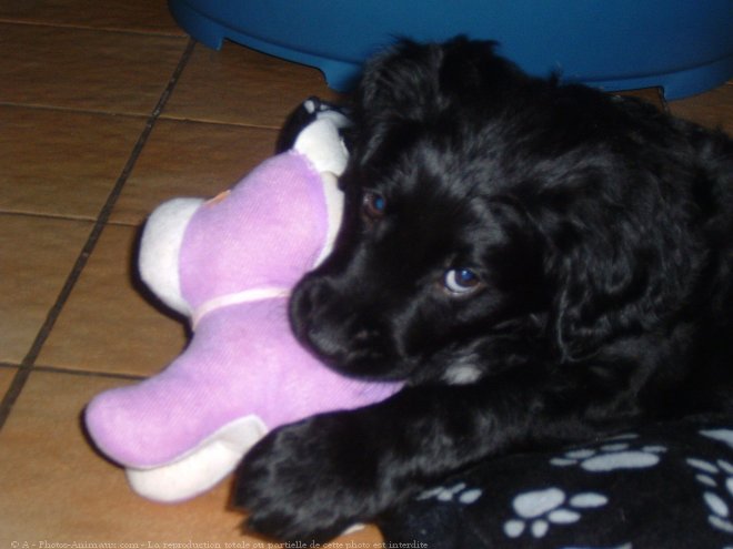 Photo de Labrador retriever