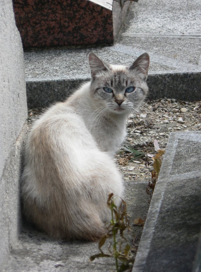 Photo de Chat domestique