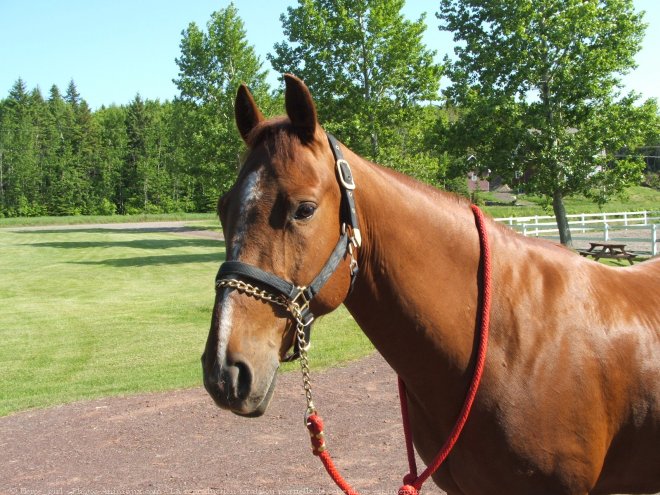 Photo de Quarter horse