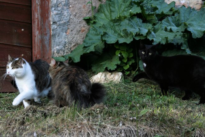 Photo de Races diffrentes