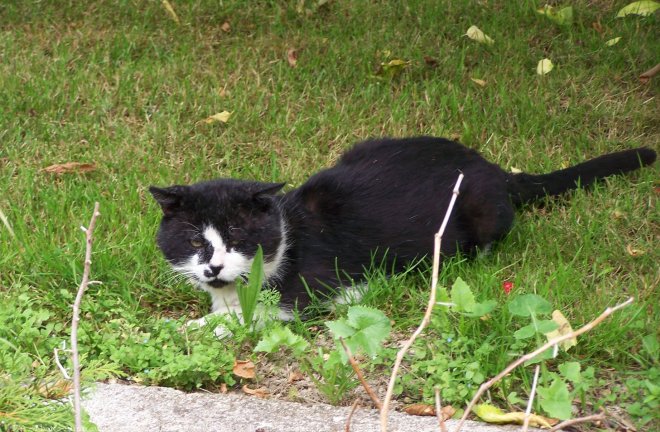 Photo de Chat domestique