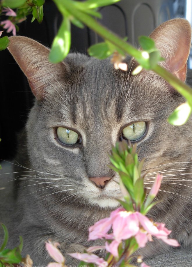 Photo de Chat domestique