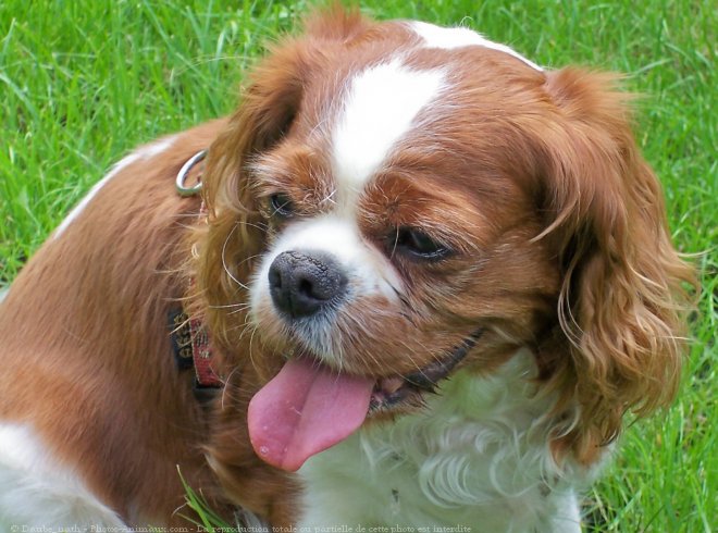 Photo de Cavalier king charles spaniel