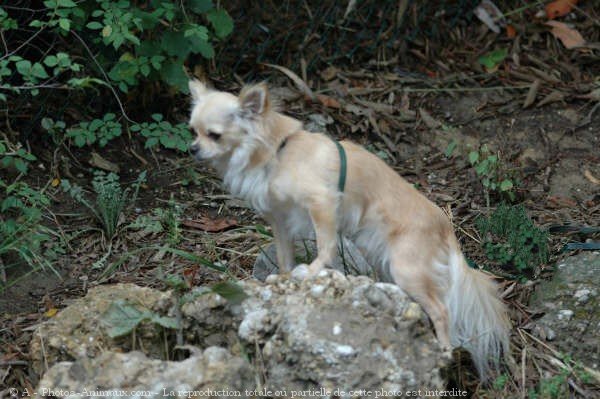 Photo de Chihuahua  poil long