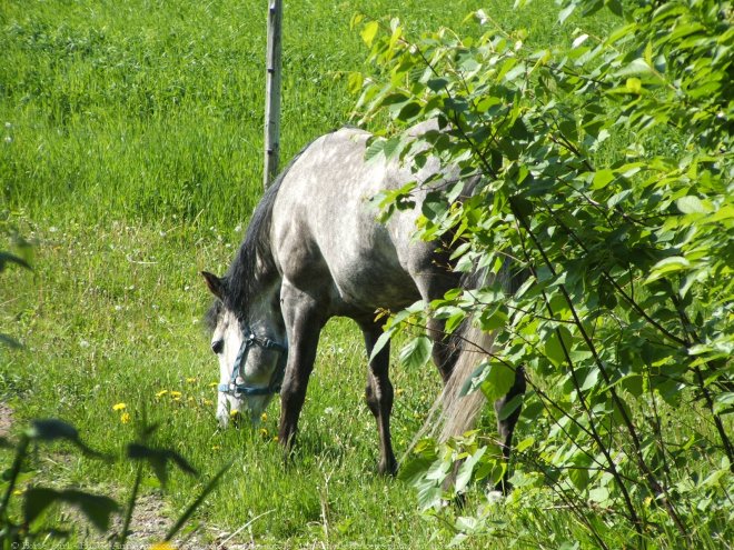 Photo de Quarter horse