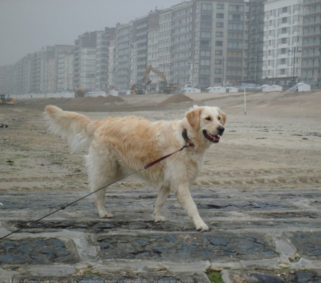 Photo de Golden retriever