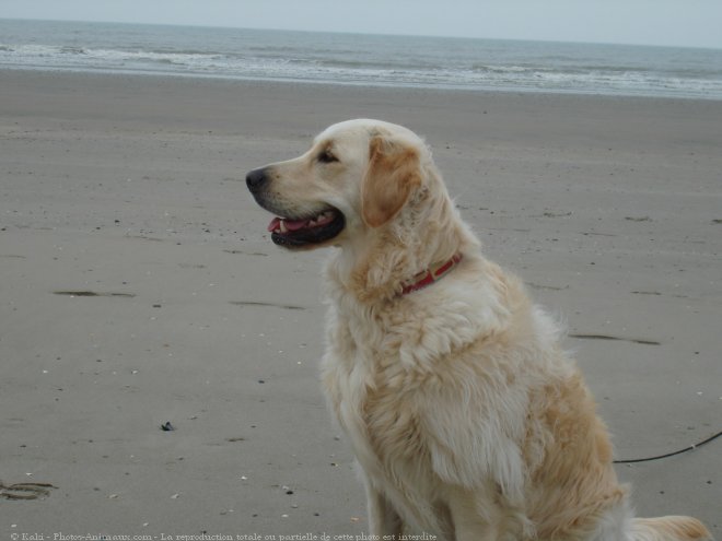 Photo de Golden retriever