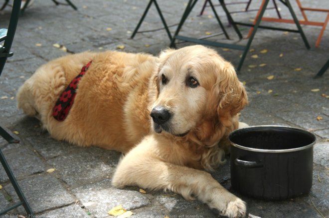 Photo de Golden retriever