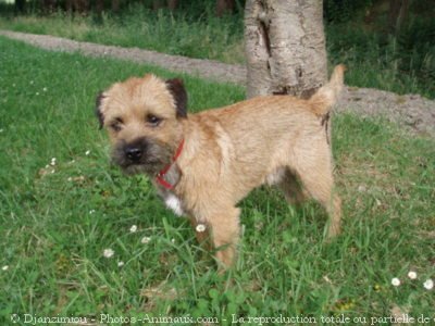 Photo de Border terrier