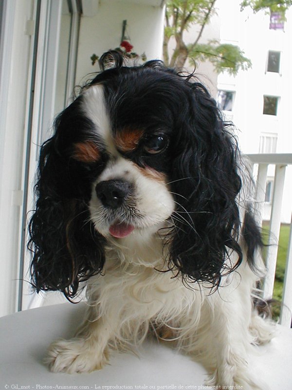 Photo de Cavalier king charles spaniel