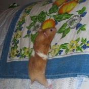 Photo de Hamster