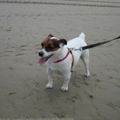 Photo de Jack russell terrier