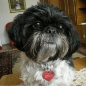 Photo de Shih tzu