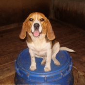 Photo de Beagle