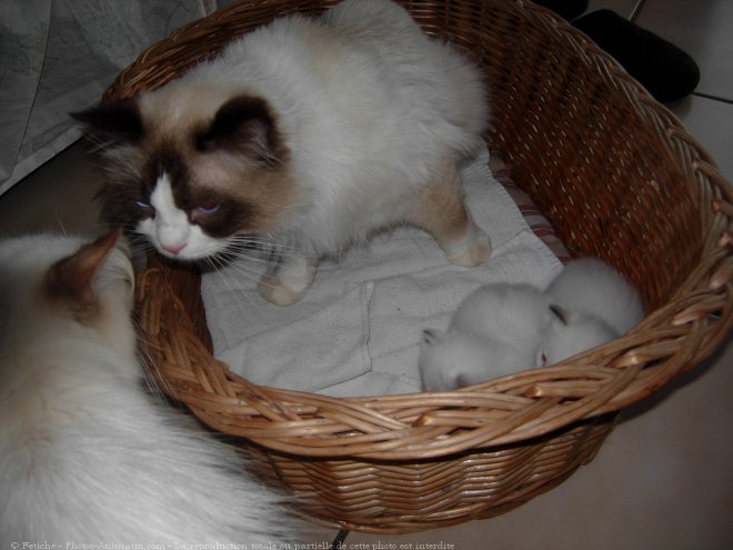 Photo de Ragdoll