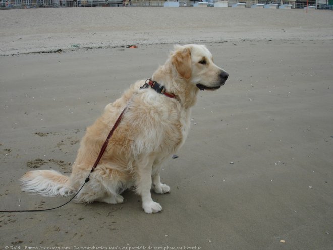 Photo de Golden retriever