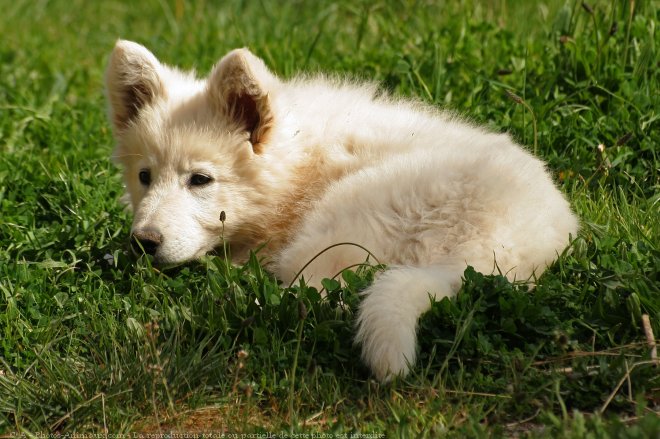 Photo de Berger blanc suisse