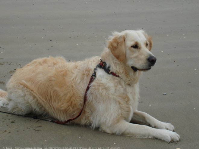 Photo de Golden retriever