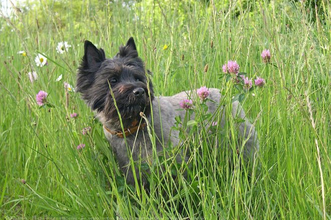 Photo de Cairn terrier