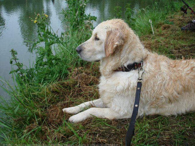 Photo de Golden retriever