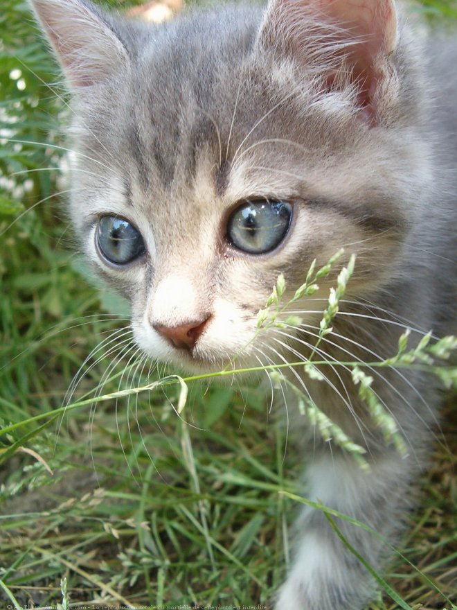 Photo de Chat domestique