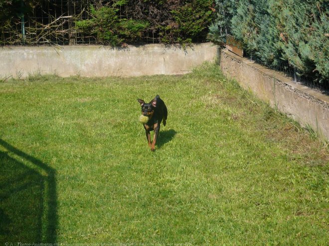 Photo de Pinscher allemand