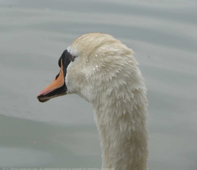 Photo de Cygne