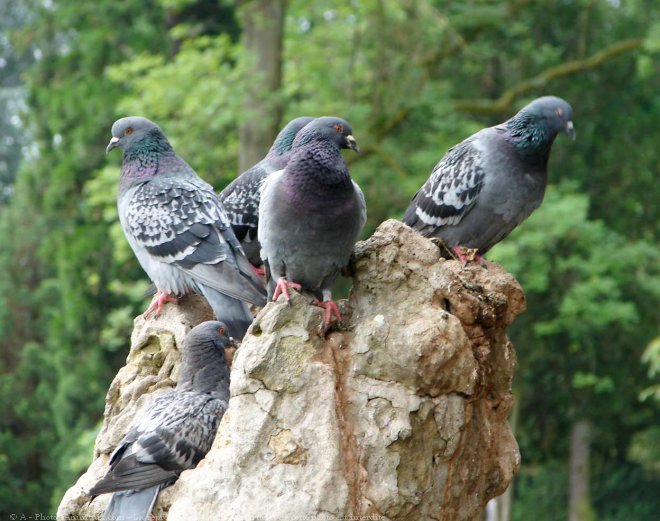 Photo de Pigeon