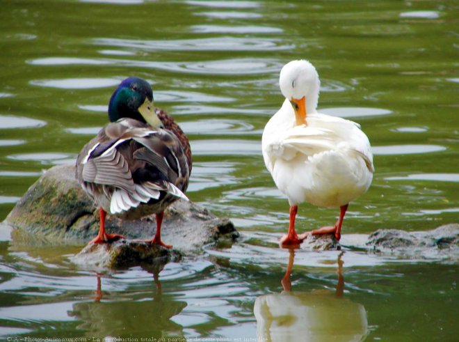 Photo de Canard