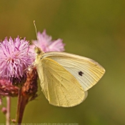 Photo de Papillon