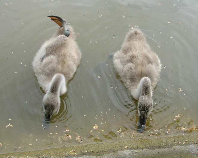 Photo de Cygne