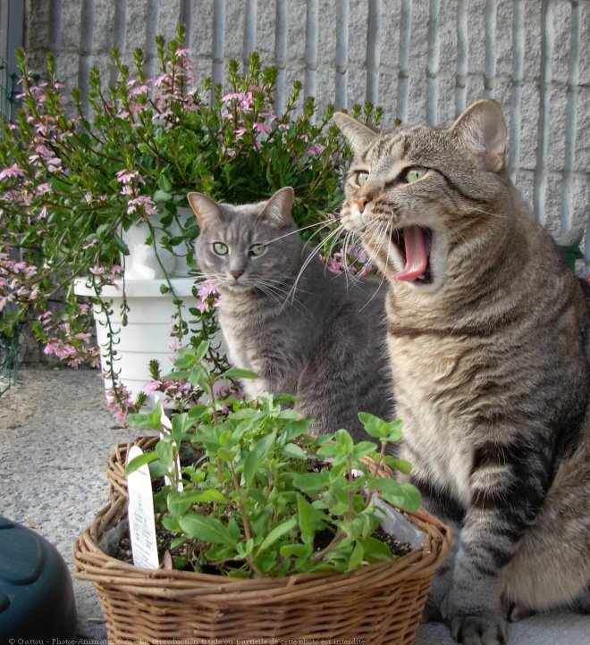 Photo de Chat domestique