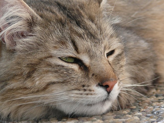 Photo de Chat domestique