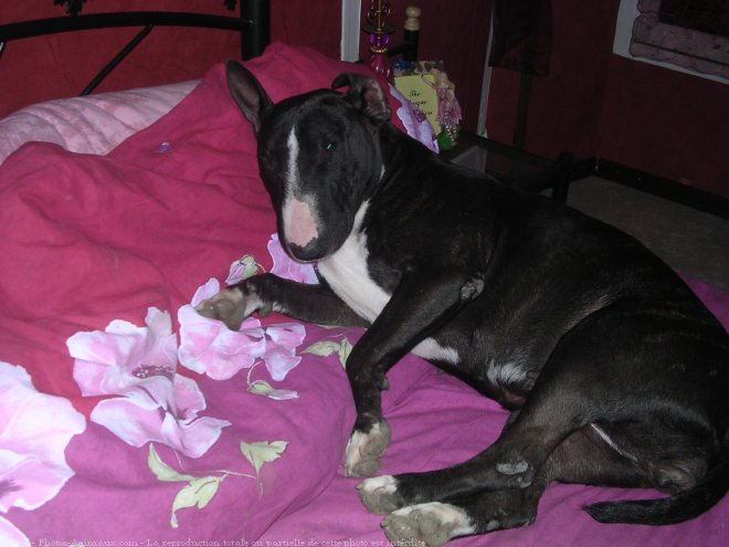 Photo de Bull terrier miniature