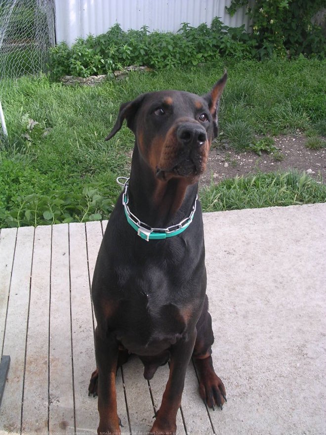 Photo de Dobermann