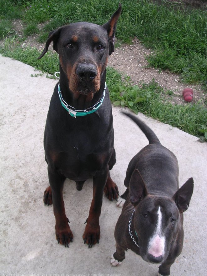 Photo de Dobermann