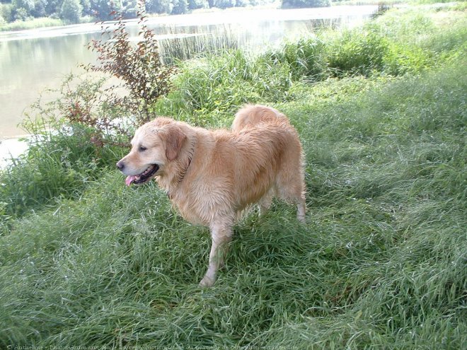 Photo de Golden retriever