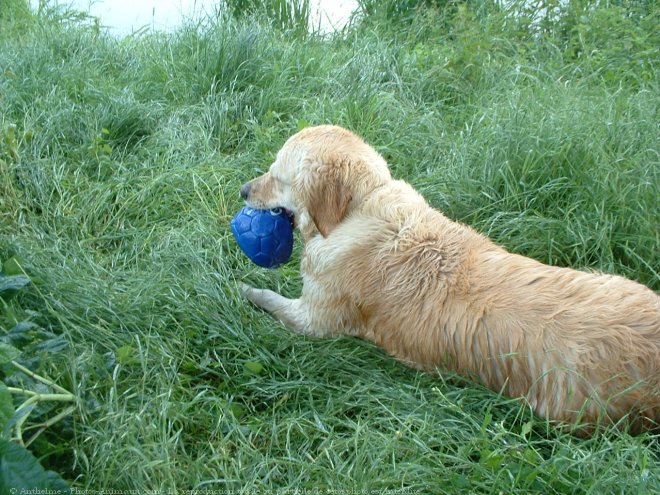 Photo de Golden retriever