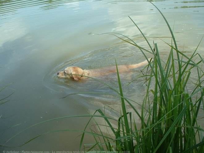 Photo de Golden retriever