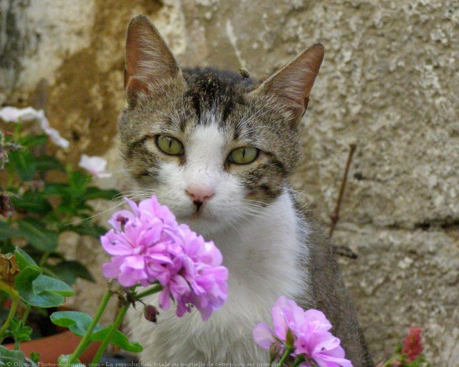 Photo de Chat domestique