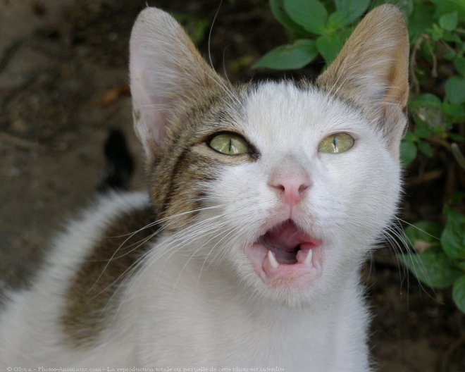 Photo de Chat domestique