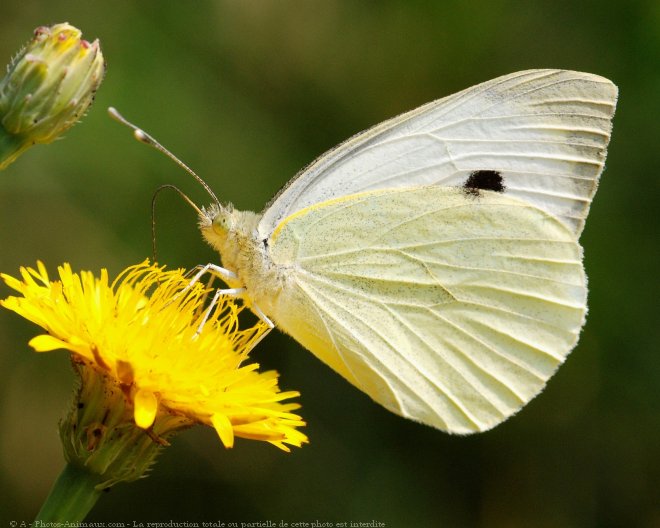 Photo de Papillon