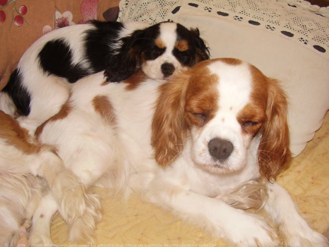 Photo de Cavalier king charles spaniel