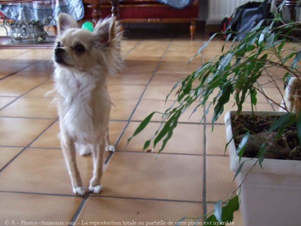 Photo de Chihuahua  poil long