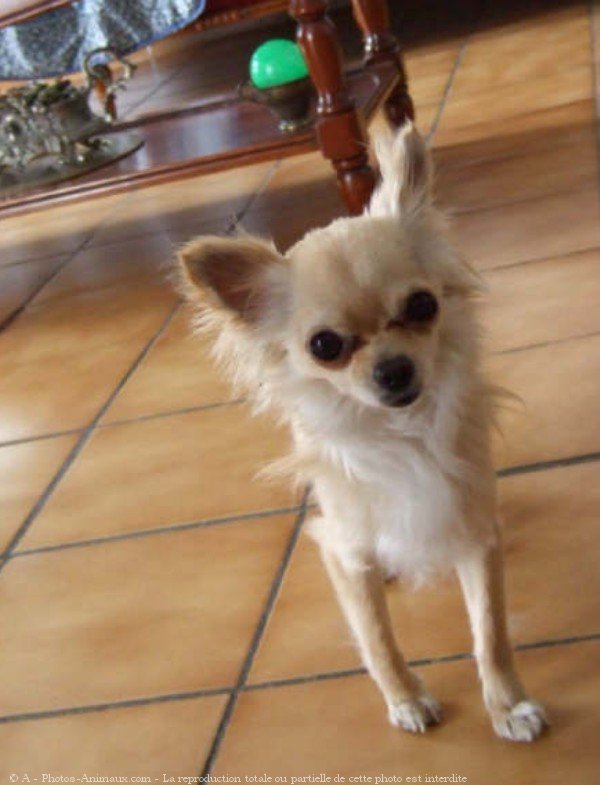 Photo de Chihuahua  poil long