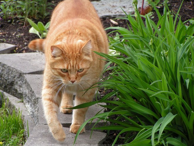 Photo de Chat domestique