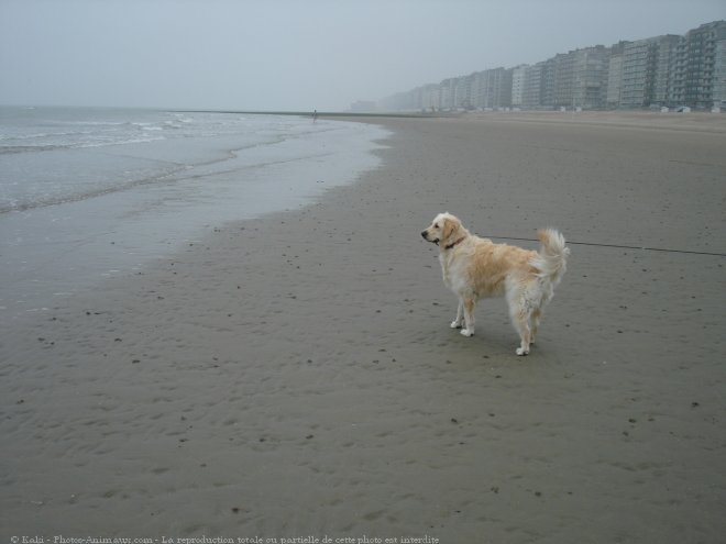 Photo de Golden retriever