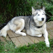 Photo de Husky siberien