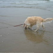 Photo de Golden retriever