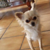 Photo de Chihuahua  poil long